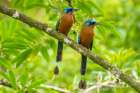 Tobago-Main Ridge Reserve. Pair of motmot birds on limb. Art Print